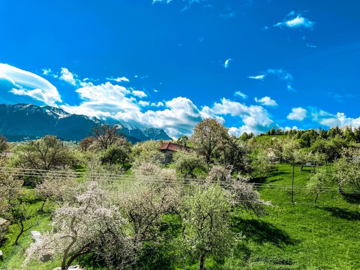 Transylvania Mountain Exclusive Bran  Zewnętrze zdjęcie